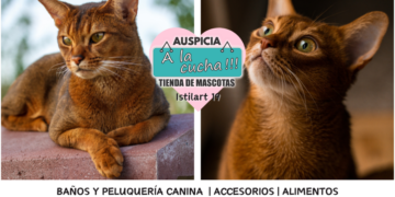 El gato Abisinio y la majestuosa elegancia del felino sagrado