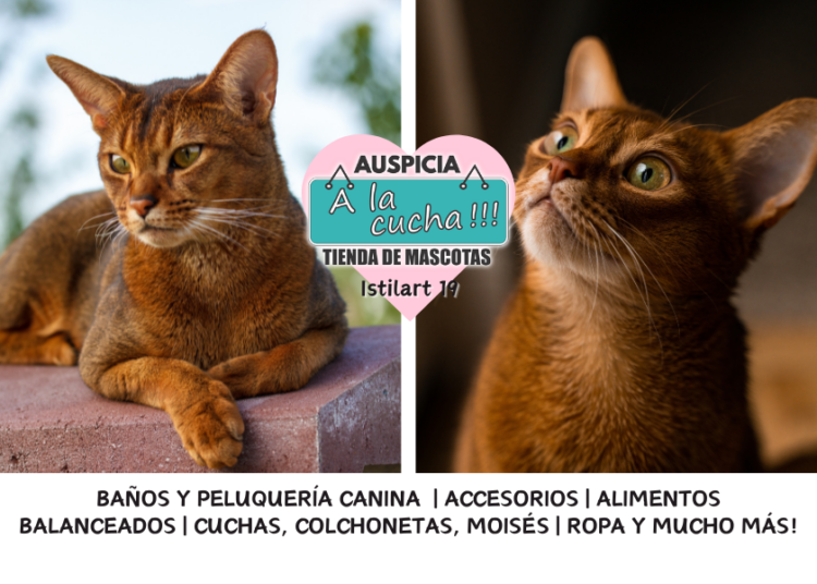 El gato Abisinio y la majestuosa elegancia del felino sagrado
