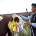 Informe especial desde Palermo: Horacio Mazzola mostró el pulso de la Exposición Rural para Radio 3 Continental