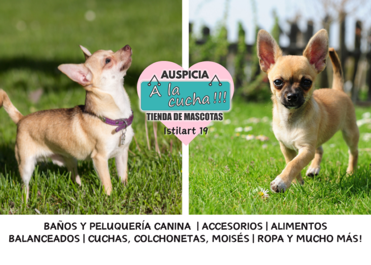 El chihuahua y el audaz corazón del coloso más pequeño del mundo