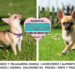 El chihuahua y el audaz corazón del coloso más pequeño del mundo