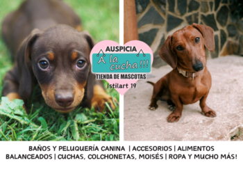 El dachshund y la singular audacia del tejón escocés de corazón valiente