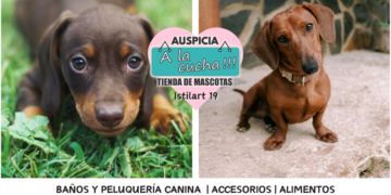 El dachshund y la singular audacia del tejón escocés de corazón valiente