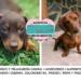 El dachshund y la singular audacia del tejón escocés de corazón valiente