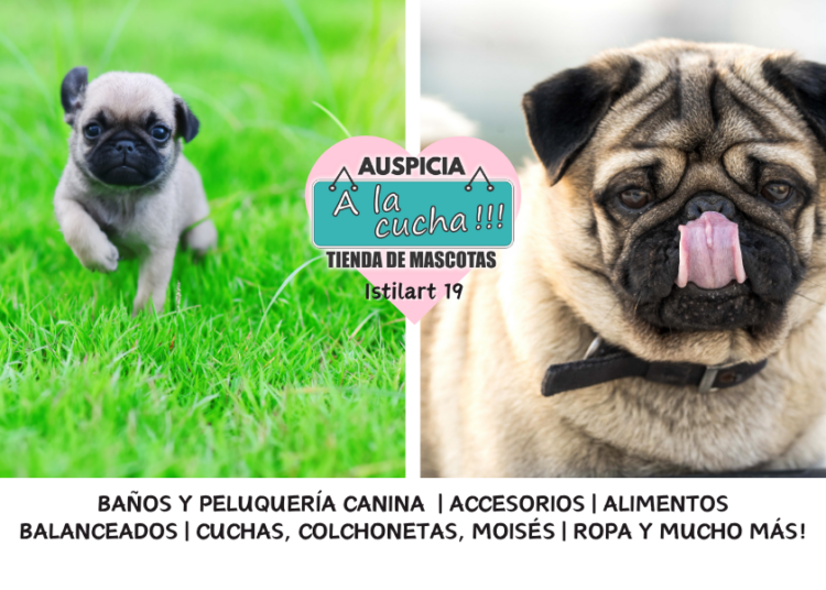 El pug y el carismático encanto del «gran perro en un envase pequeño»