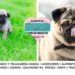 El pug y el carismático encanto del «gran perro en un envase pequeño»