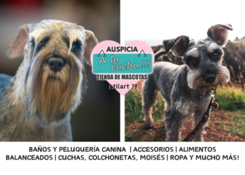 El schnauzer y la distinguida sobriedad del vigilante de barba de alambre
