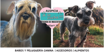 El schnauzer y la distinguida sobriedad del vigilante de barba de alambre