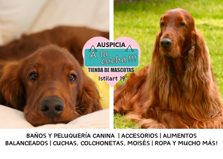 El setter irlandés y la ardiente elegancia del galopador de las praderas
