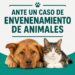 Alerta en Tres Arroyos: recomiendan cómo actuar ante sospechas de envenenamiento de animales