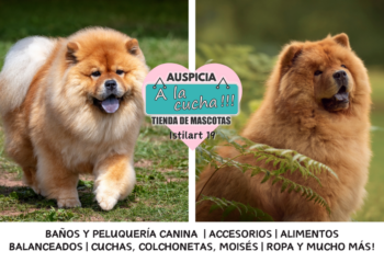 El chow chow y el místico linaje del león del norte de China