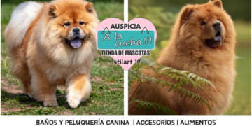 El chow chow y el místico linaje del león del norte de China