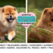 El chow chow y el místico linaje del león del norte de China