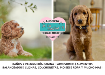 El Labradoodle y el origen del fenómeno de los perros de diseño