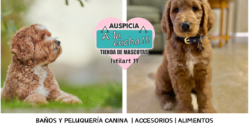 El Labradoodle y el origen del fenómeno de los perros de diseño