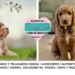El Labradoodle y el origen del fenómeno de los perros de diseño