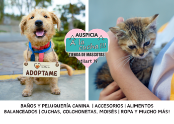 Cuidados esenciales para mascotas en el hogar
