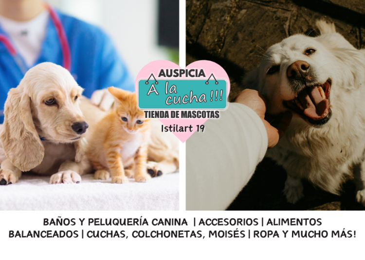 Cuidados esenciales para mascotas en el hogar