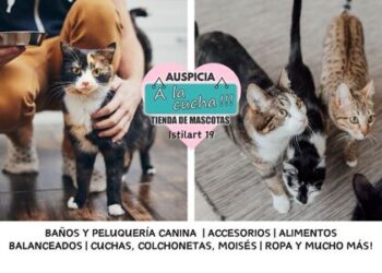 El origen de los gatos domésticos