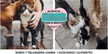 El origen de los gatos domésticos