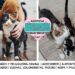 El origen de los gatos domésticos