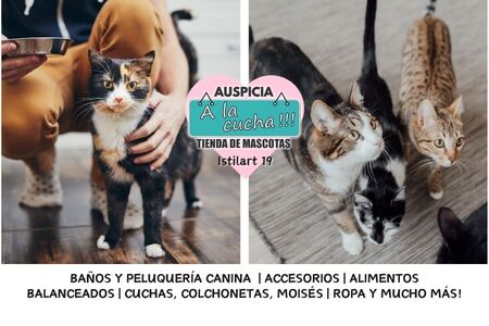 El origen de los gatos domésticos