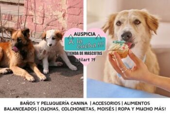 El origen de los gatos domésticos
