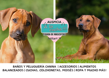 Ridgeback Rodesiano
