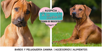 Ridgeback Rodesiano
