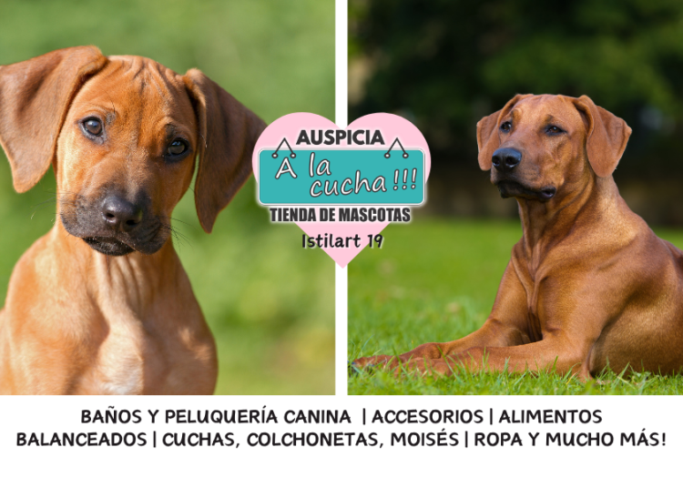 Ridgeback Rodesiano