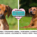 Ridgeback Rodesiano