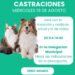 Jornada de castraciones gratuitas para mascotas en Copetonas