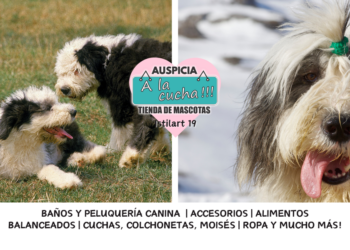 El bobtail y la encantadora nobleza del gigante del manto de lana