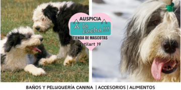 El bobtail y la encantadora nobleza del gigante del manto de lana