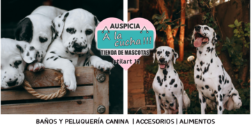 El dálmata y la inconfundible elegancia del escolta de carruajes