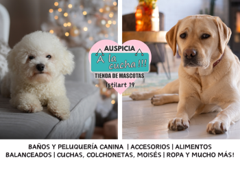 Perros ideales para dueños sin experiencia