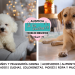 Perros ideales para dueños sin experiencia