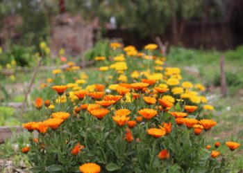 Cultura y agroecología en Tres Arroyos: todo listo para una nueva edición del Festi Abrazo