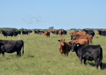 Financiamiento productivo: en dos años se otorgaron créditos a valor producto por $67.000 millones para el agro