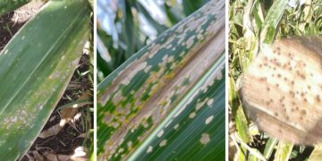 Enfermedades del maíz: claves para anticiparse a un escenario sanitario cambiante