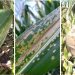 Enfermedades del maíz: claves para anticiparse a un escenario sanitario cambiante
