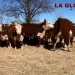 La Gloria de Santamarina realiza su tradicional remate ganadero en Benito Juárez