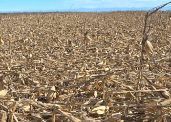 Claves agronómicas para blindar al maíz frente a las tempestades: densidad, dirección y genética