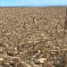 Claves agronómicas para blindar al maíz frente a las tempestades: densidad, dirección y genética