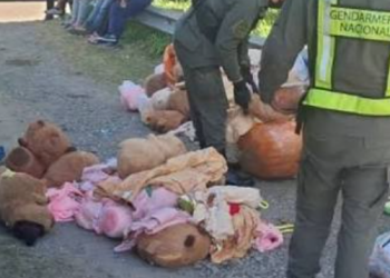 Operativo en Catamarca: incautan 54 kilos de marihuana y cocaína ocultos en peluches de capibaras