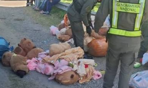 Operativo en Catamarca: incautan 54 kilos de marihuana y cocaína ocultos en peluches de capibaras