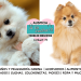 Pomerania