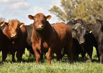 La Reforma celebra 123 años y prepara un Remate de Primavera con casi 100 toros y más de 100 vientres