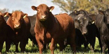 La Reforma celebra 123 años y prepara un Remate de Primavera con casi 100 toros y más de 100 vientres