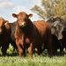 La Reforma celebra 123 años y prepara un Remate de Primavera con casi 100 toros y más de 100 vientres